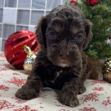 Cockapoo Puppy Blaze