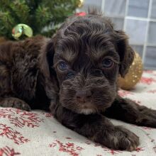 Cockapoo Puppy Blaze