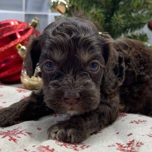 Cockapoo Puppy Blaze