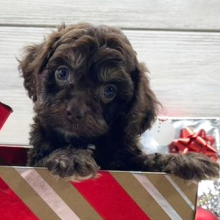 Cockapoo Puppy Blaze