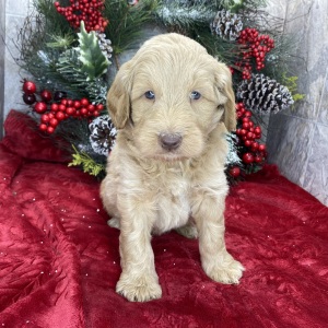 Goldendoodle Puppy Benjamin