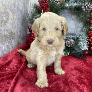 Goldendoodle Puppy Benjamin