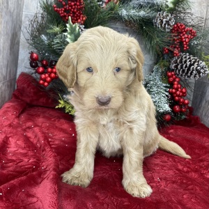 Goldendoodle Puppy Benjamin