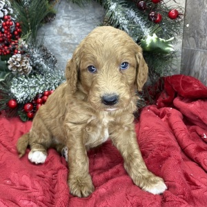 Goldendoodle Puppy Bowen
