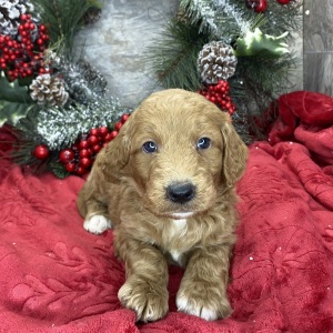 Goldendoodle Puppy Bowen
