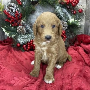 Goldendoodle Puppy Bowen