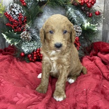 Goldendoodle Puppy Bowen