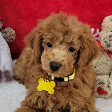 Poodle Puppy Dandy
