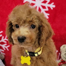 Poodle Puppy Dandy