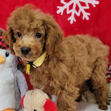 Poodle Puppy Dandy