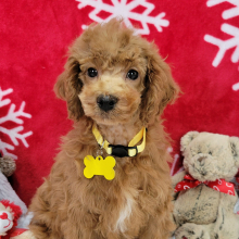 Poodle Puppy Dandy