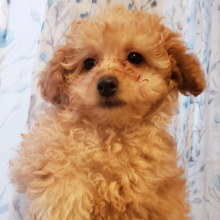 Bernedoodle Puppy Ashley