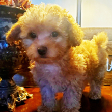 Bernedoodle Puppy Ashley