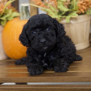 Poodle Puppy Ricky