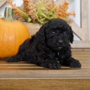 Poodle Puppy Ricky