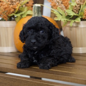 Poodle Puppy Ricky