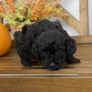 Poodle Puppy Ricky