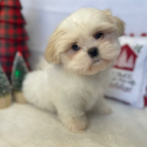 Shih Tzu Puppy Dolly