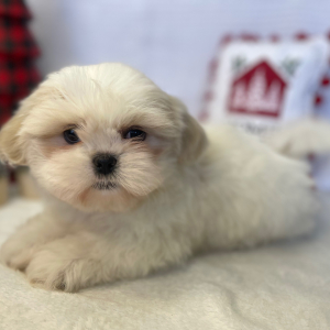 Shih Tzu Puppy Dolly