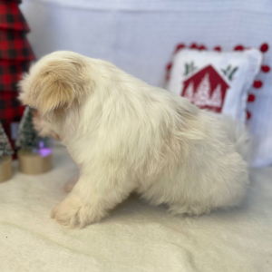 Shih Tzu Puppy Dolly