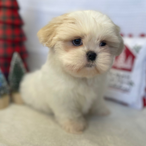 Shih Tzu Puppy Dolly