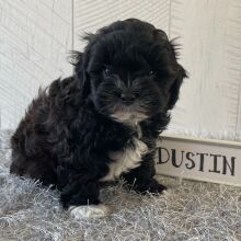 Shihpoo Puppy Dustin
