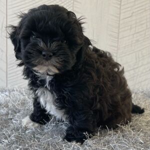Shihpoo Puppy Dustin