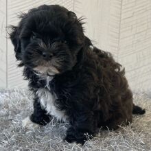 Shihpoo Puppy Dustin