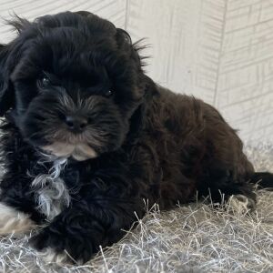 Shihpoo Puppy Dustin