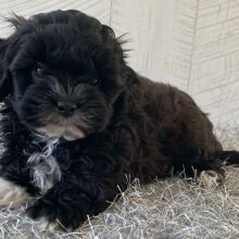 Shihpoo Puppy Dustin