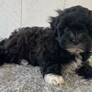 Shihpoo Puppy Dustin