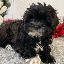 Shihpoo Puppy Dustin