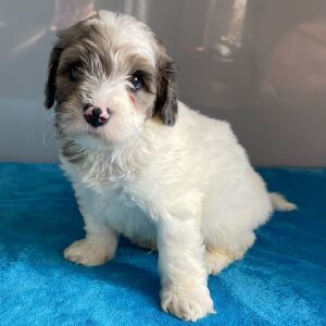 Bernedoodle Puppy Zion