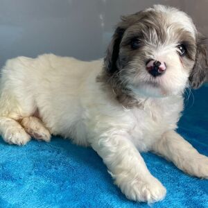 Bernedoodle Puppy Zion