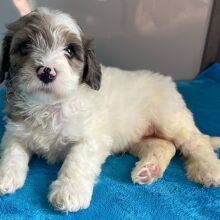 Bernedoodle Puppy Zion