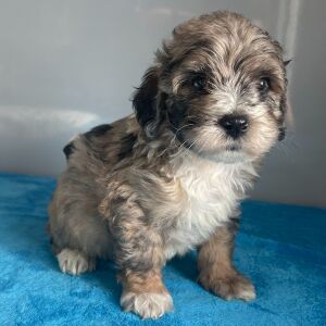 Bernedoodle Puppy Zev