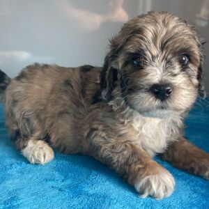 Bernedoodle Puppy Zev