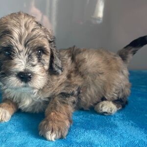 Bernedoodle Puppy Zev