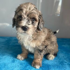 Bernedoodle Puppy Zev