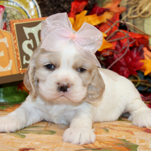Cocker Spaniel Puppy Priscilla