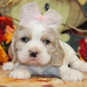 Cocker Spaniel Puppy Priscilla