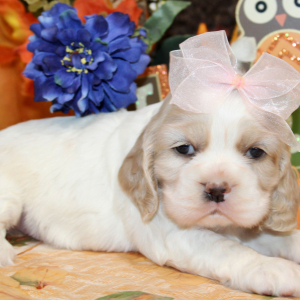 Cocker Spaniel Puppy Priscilla