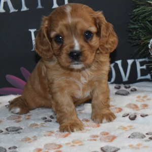 Cavapoo Puppy Vegas