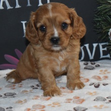 Cavapoo Puppy Vegas