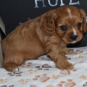 Cavapoo Puppy Vegas