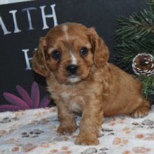 Cavapoo Puppy Vegas