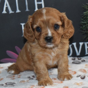 Cavapoo Puppy Vegas