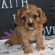 Cavapoo Puppy Vegas