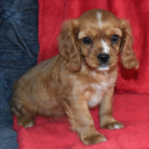 Cavapoo Puppy Vegas