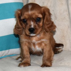 Cavapoo Puppy Vegas
